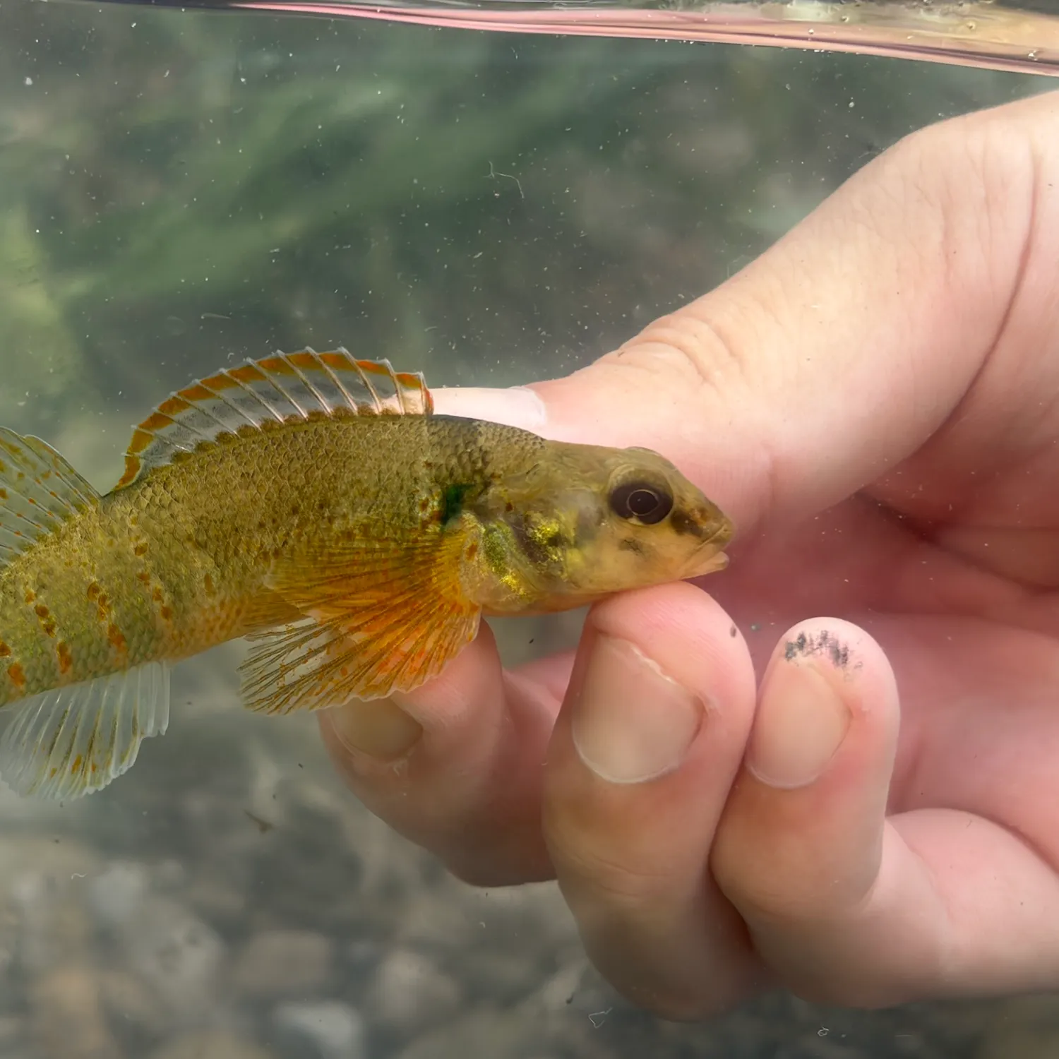 The most recent Variegate darter catches on Fishbrain
