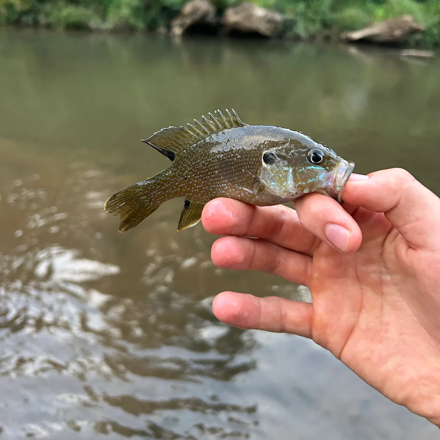 Green sunfish caught on Fishbrain