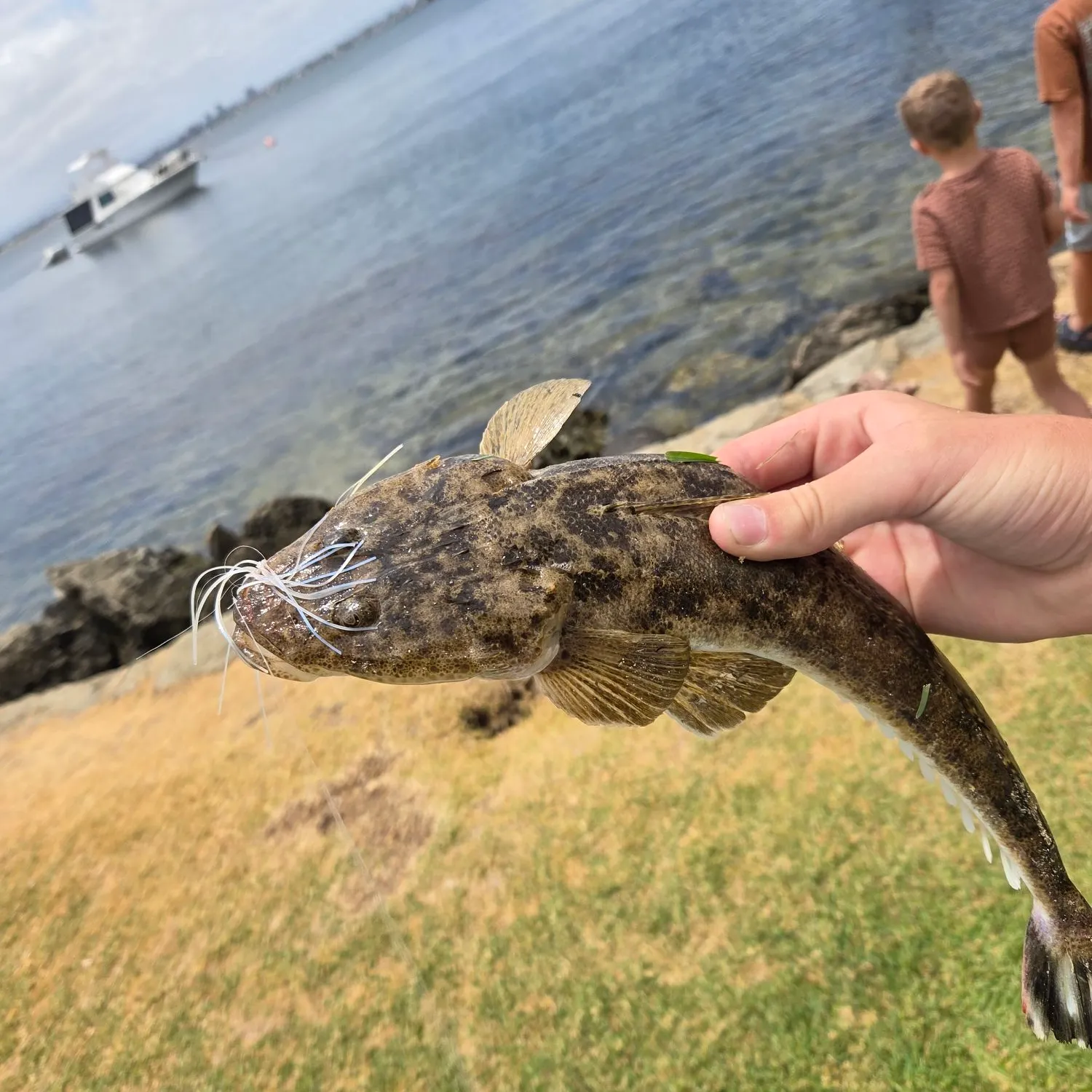 The most recent Bartail flathead catches on Fishbrain