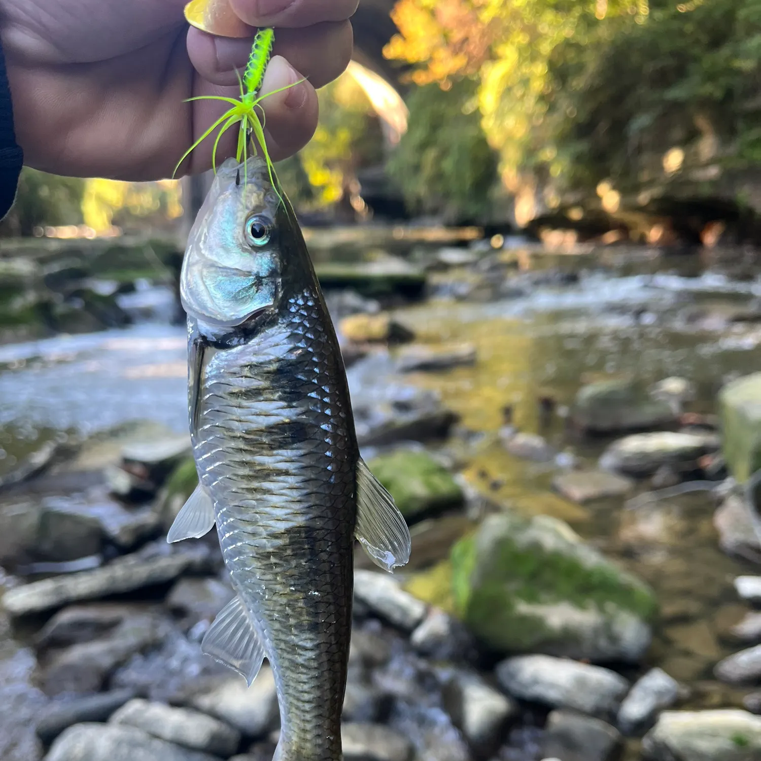 Striped shiner caught on Fishbrain