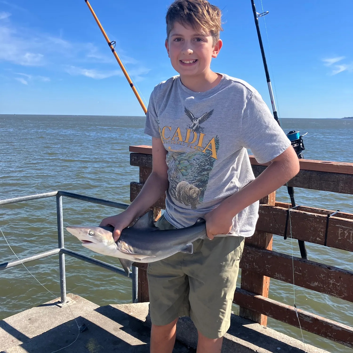 Sandbar shark caught on Fishbrain