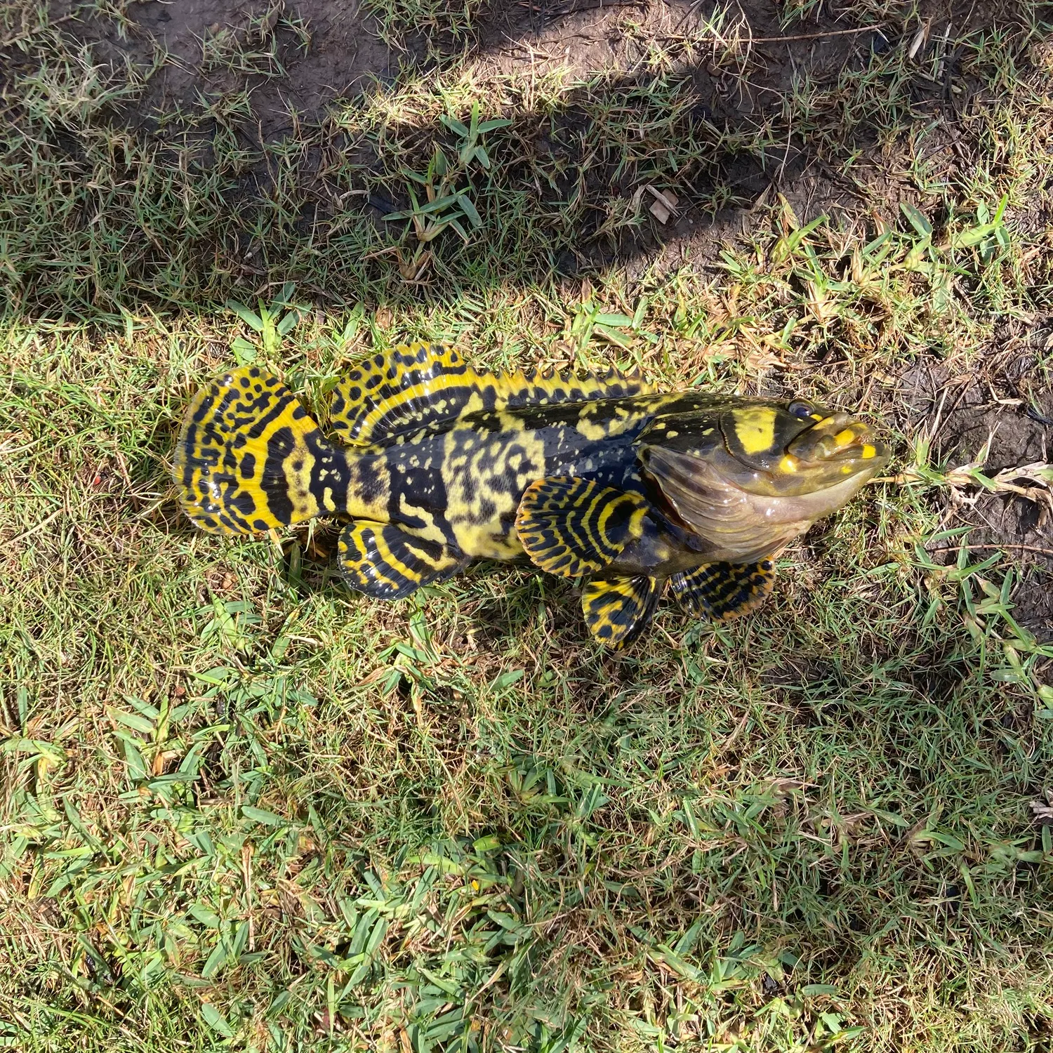 The most recent Giant grouper catches on Fishbrain