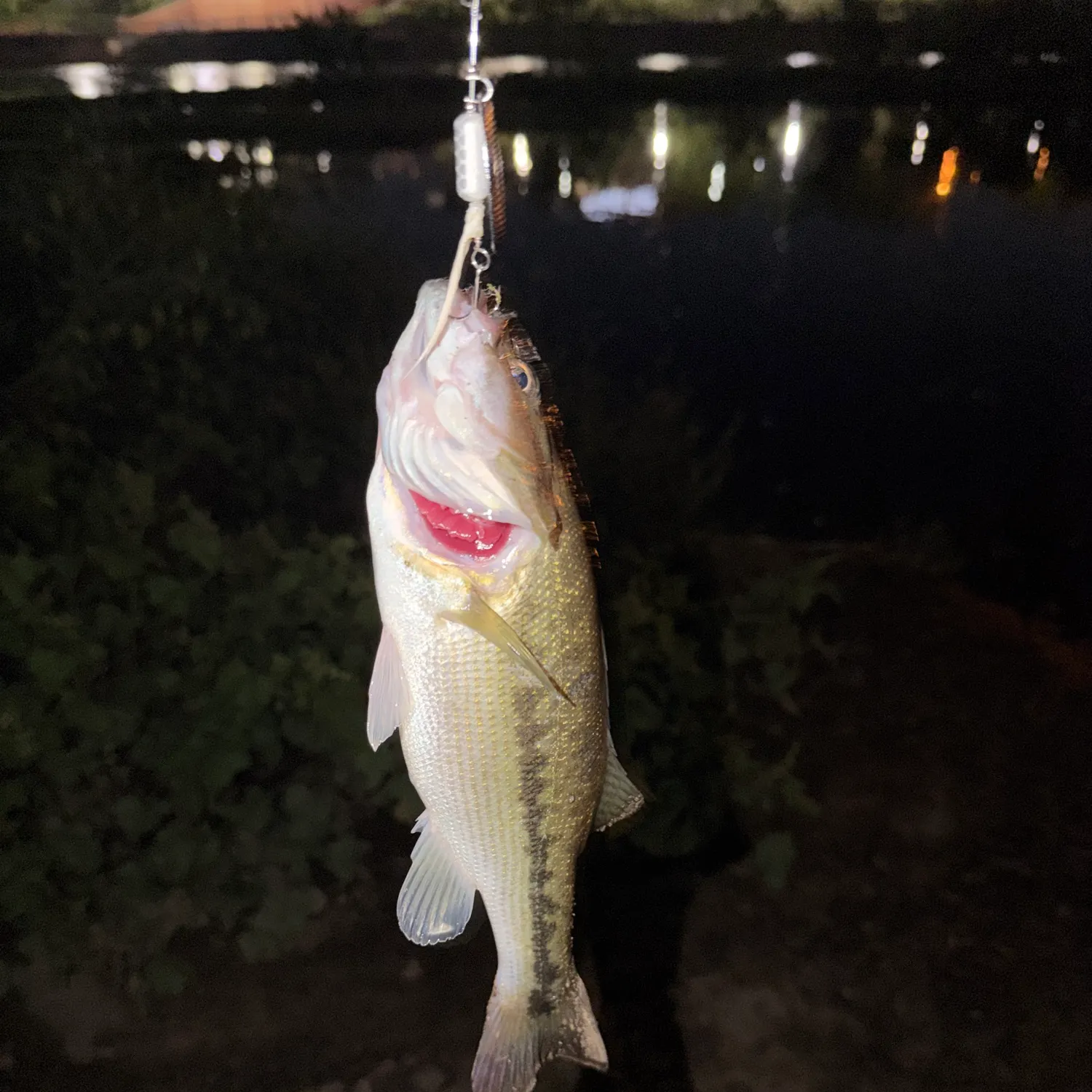 Spotted bass caught on Fishbrain