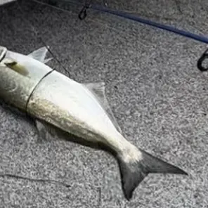 Bluefish caught on Fishbrain
