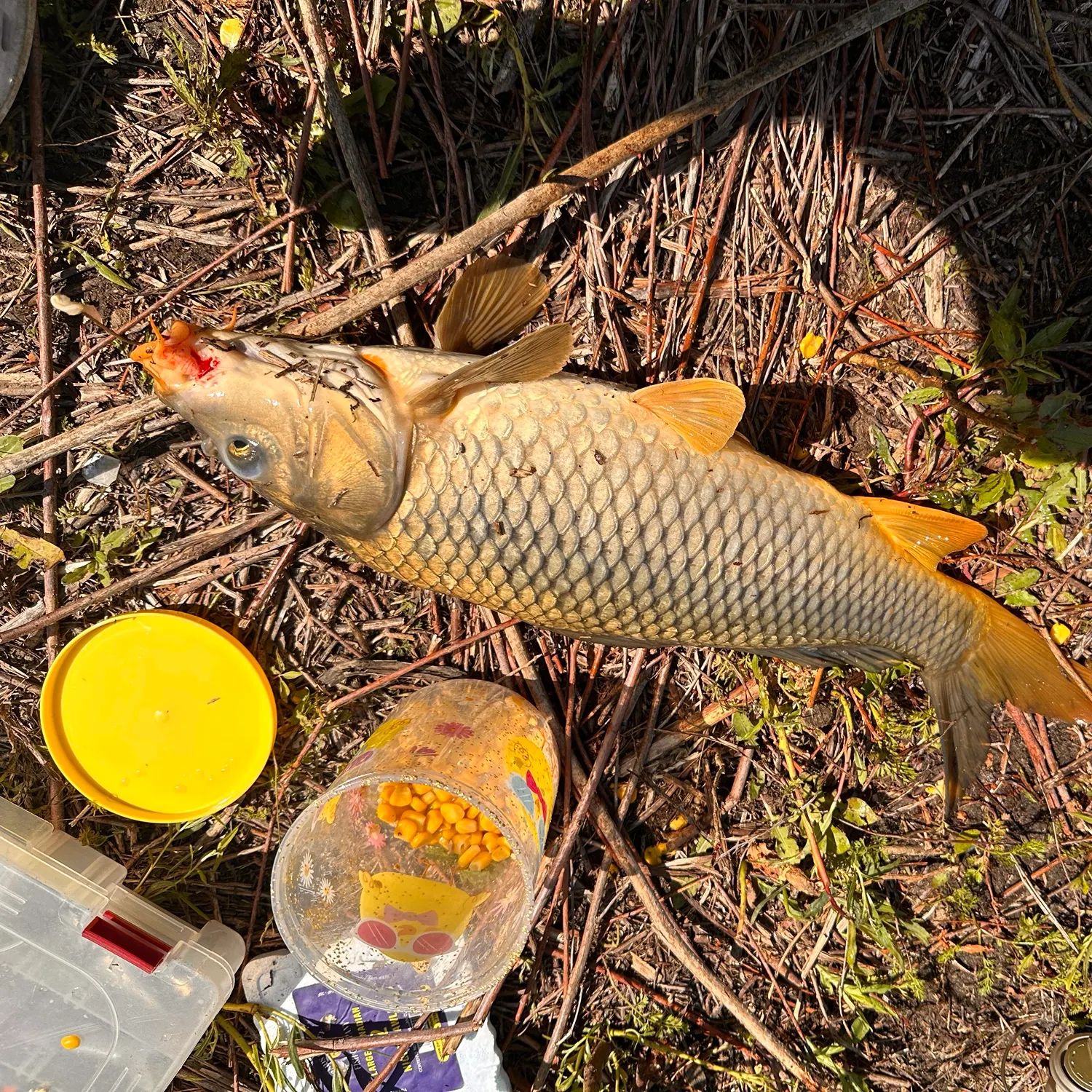 catch