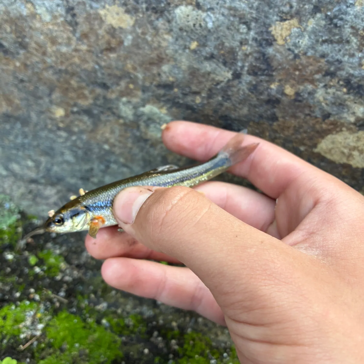 The most recent Eastern blacknose dace catches on Fishbrain