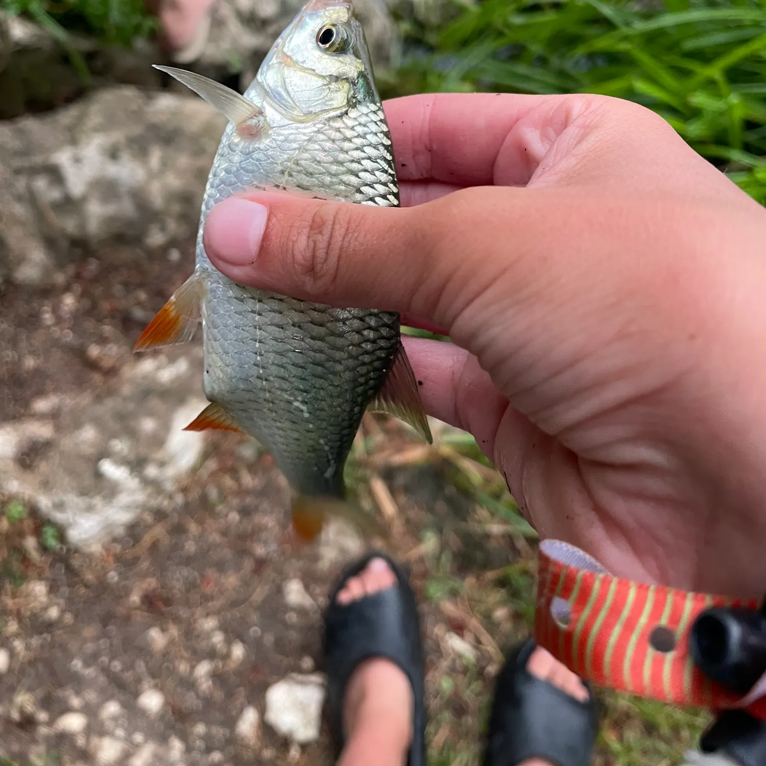 Fish caught on Fishbrain