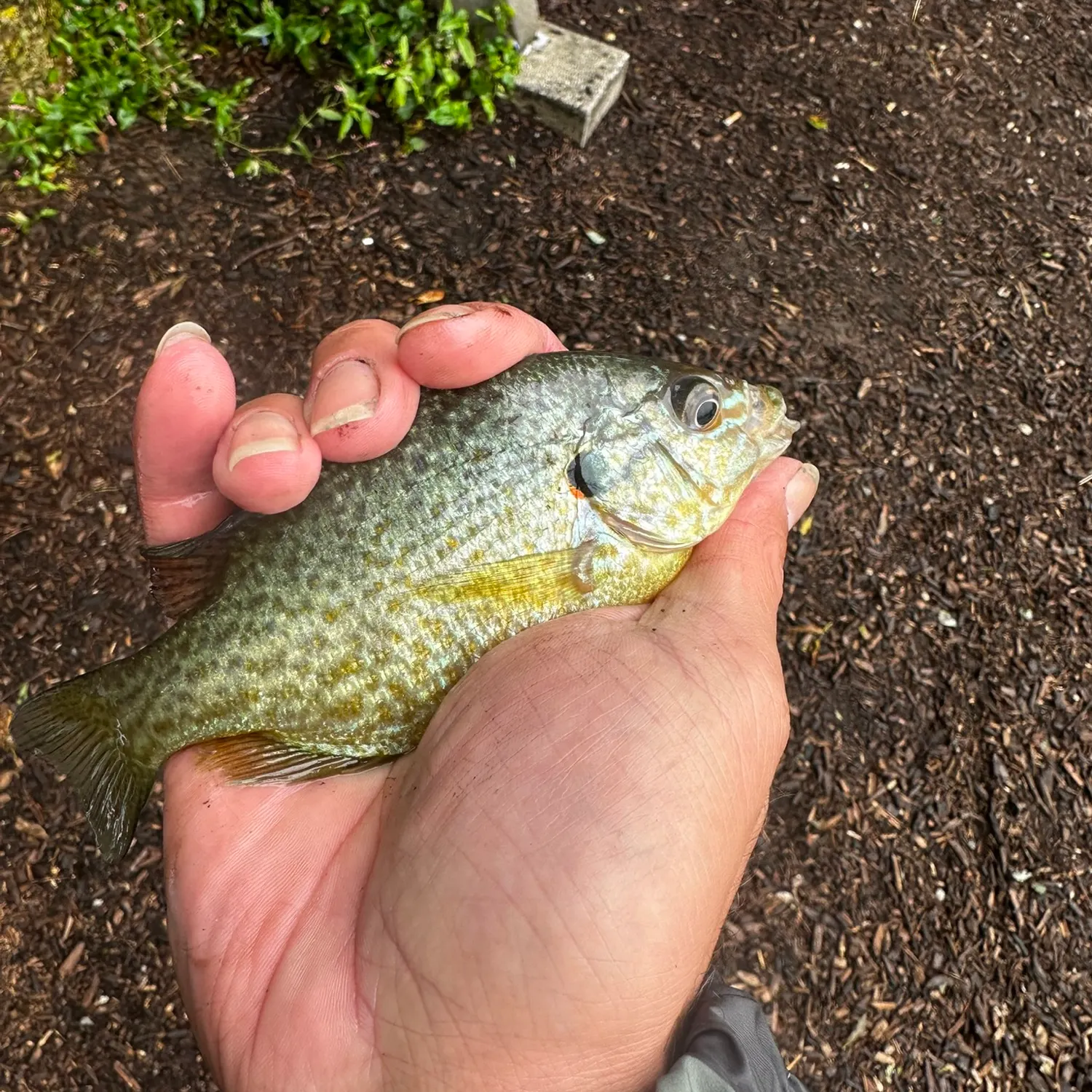 Pumpkinseed caught on Fishbrain