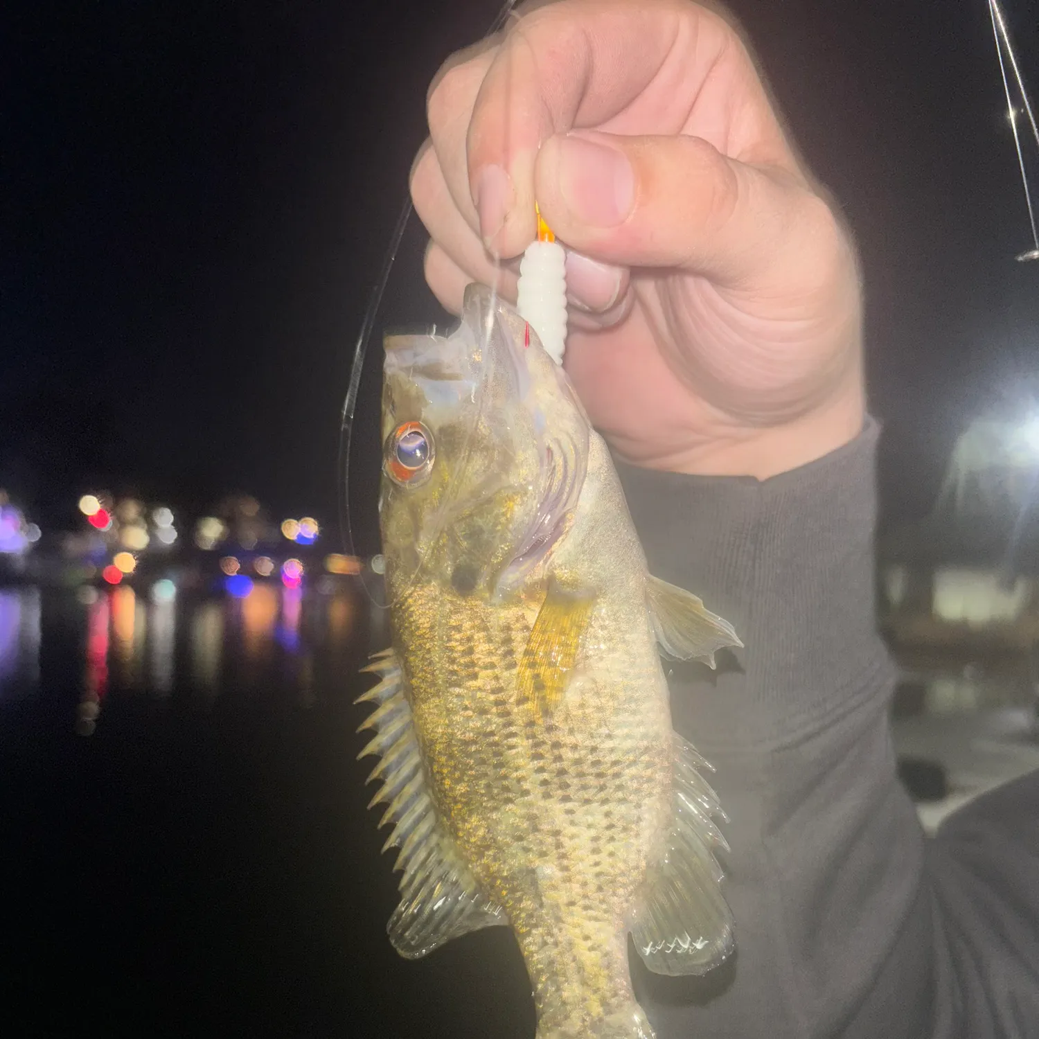 Rock bass caught on Fishbrain