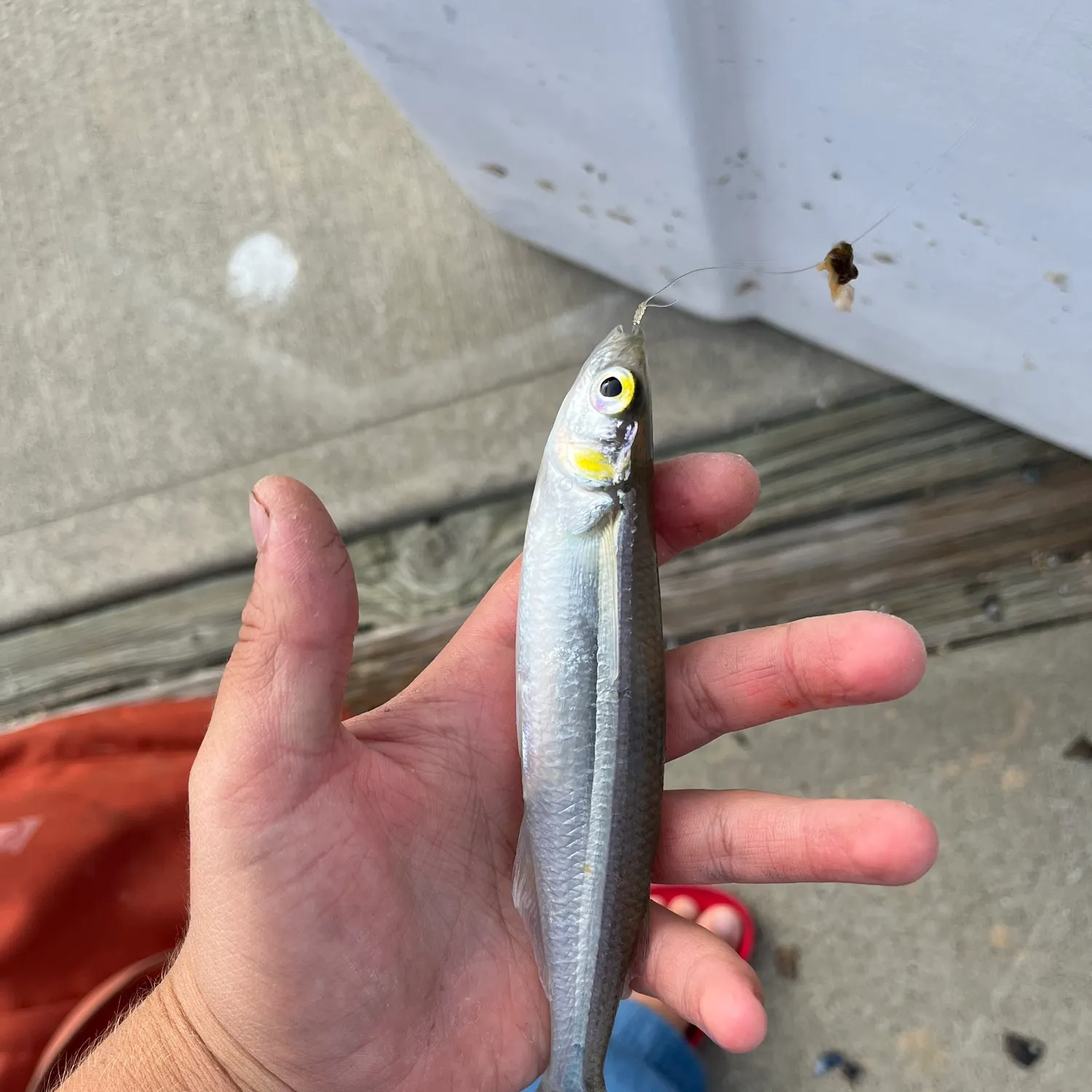 The most recent Topsmelt silverside catches on Fishbrain