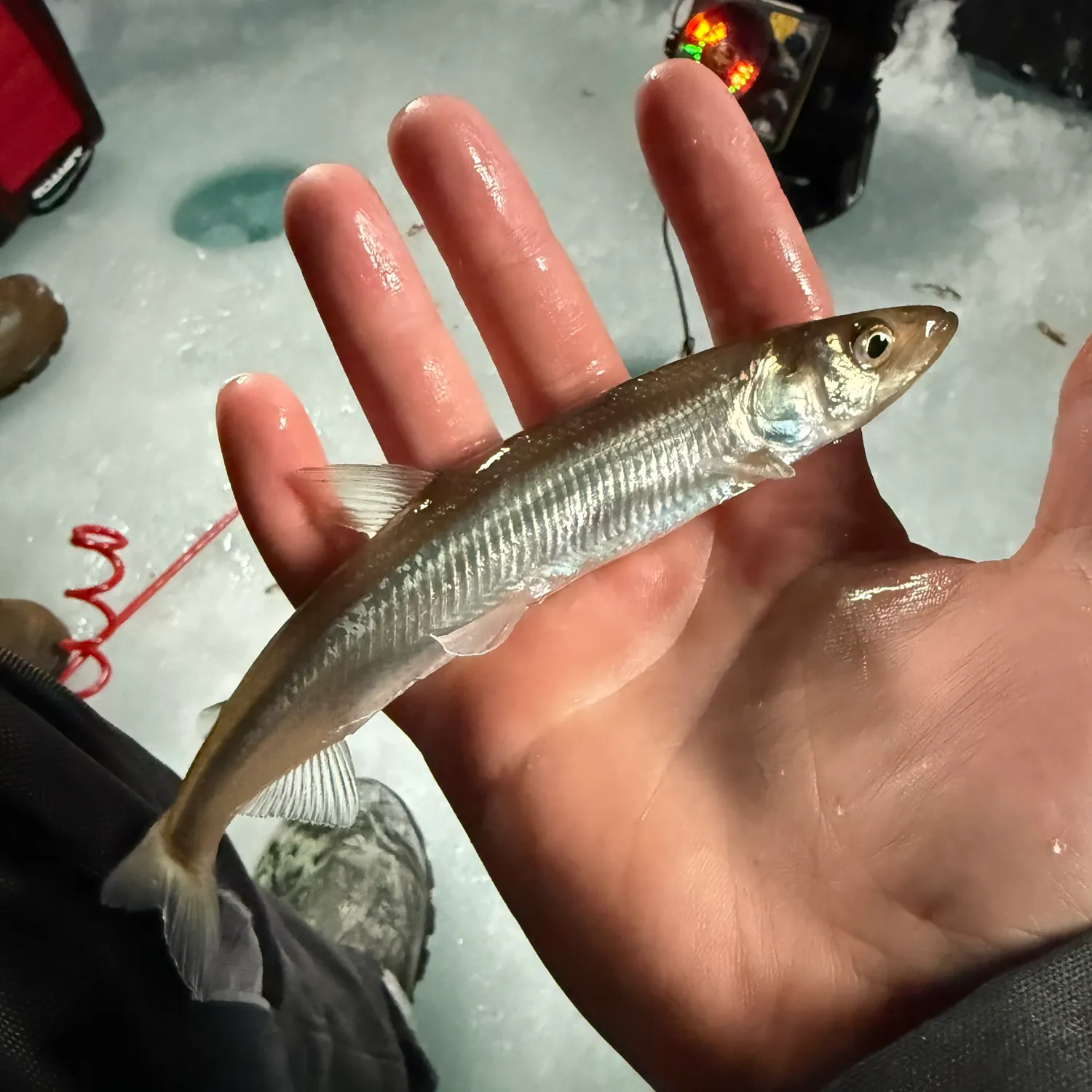The most recent Atlantic rainbow smelt catches on Fishbrain