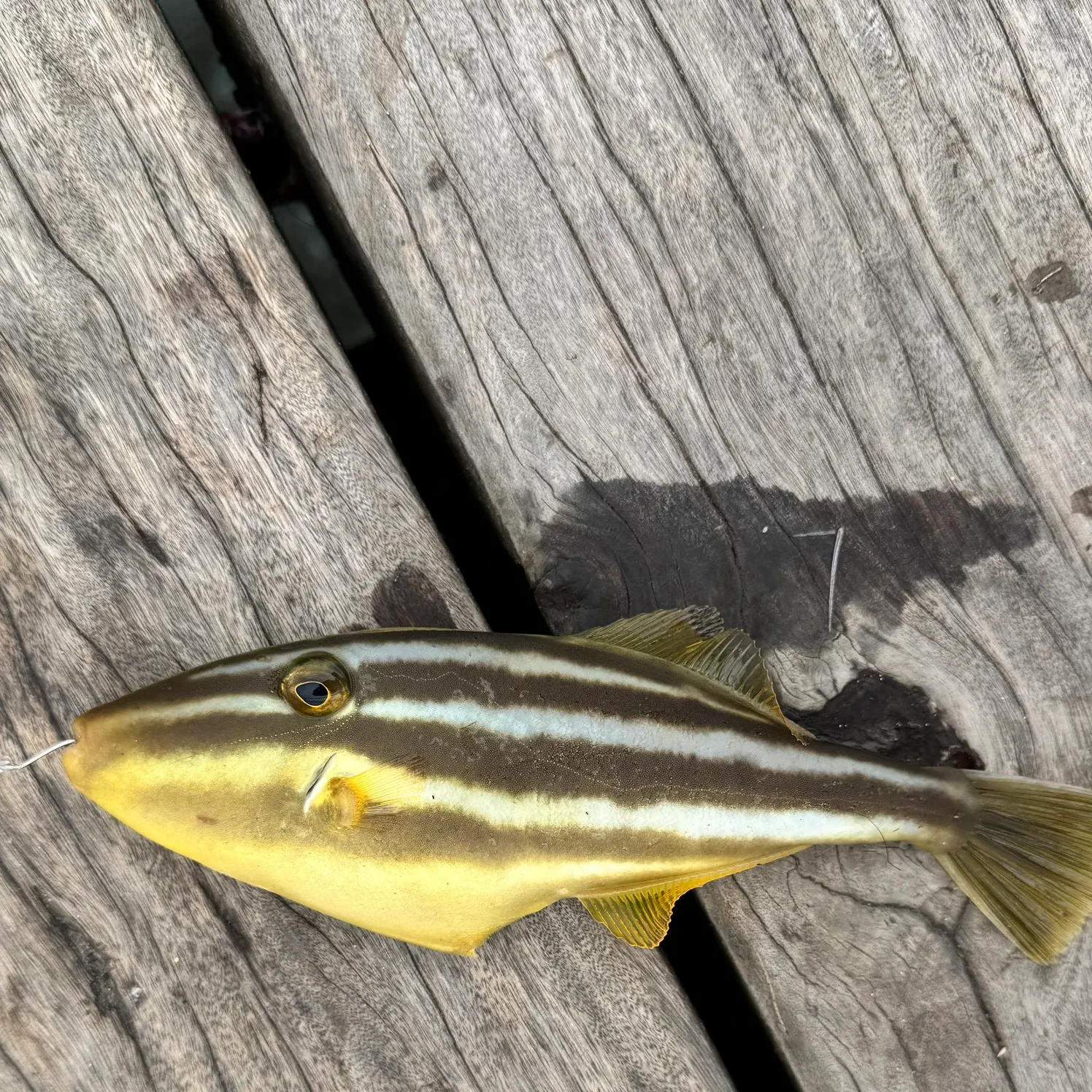 The most recent Chinaman-leatherjacket catches on Fishbrain