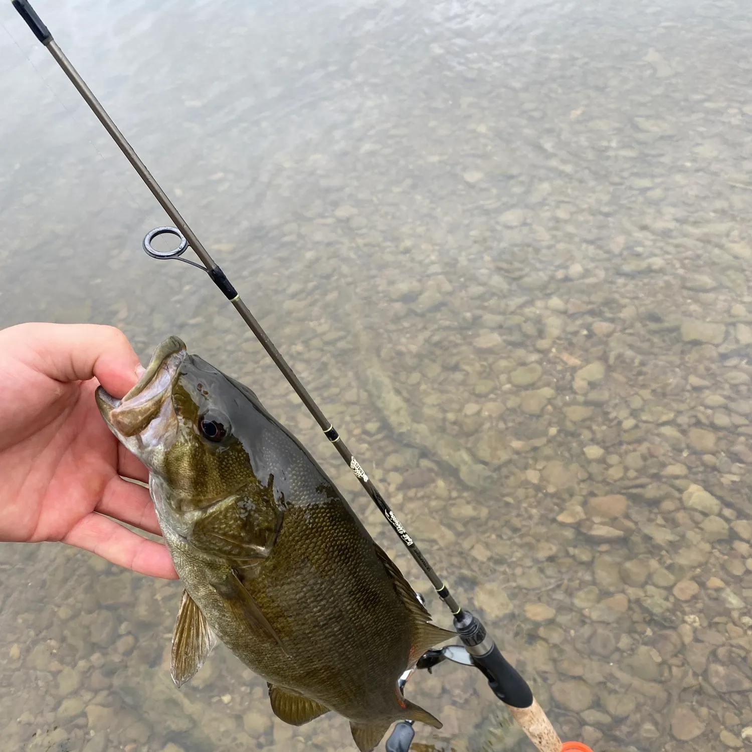 Smallmouth bass caught on Fishbrain