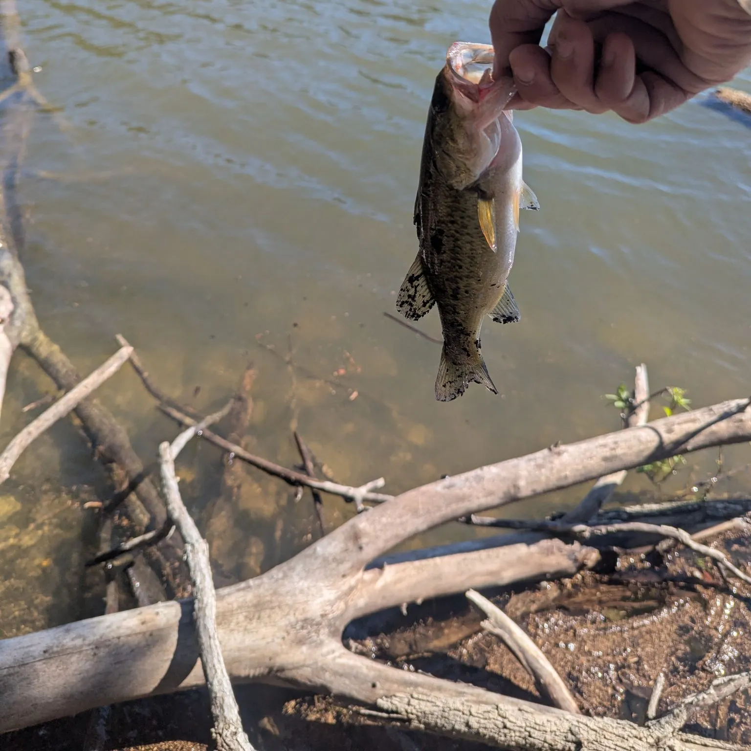 Largemouth bass caught on Fishbrain
