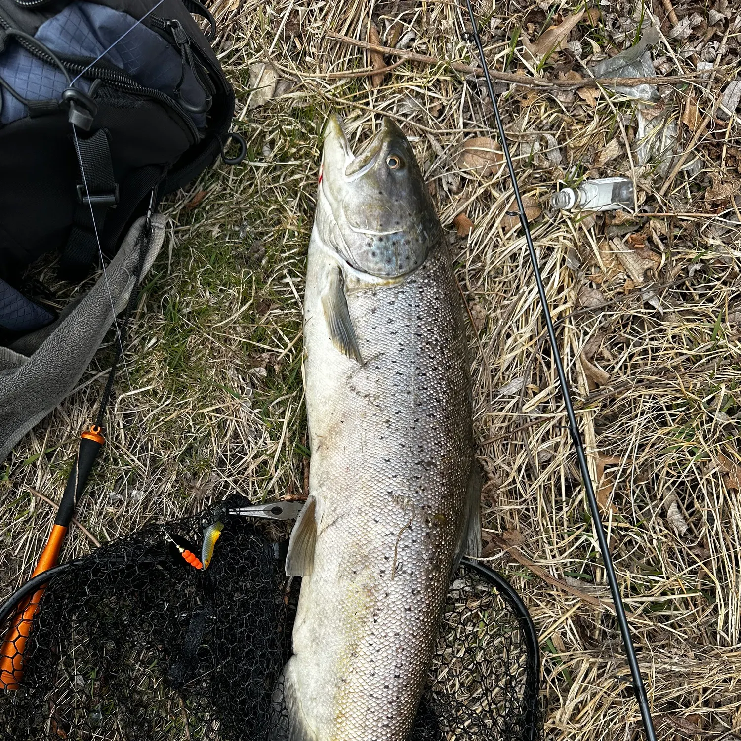 The most recent Sea trout catches on Fishbrain