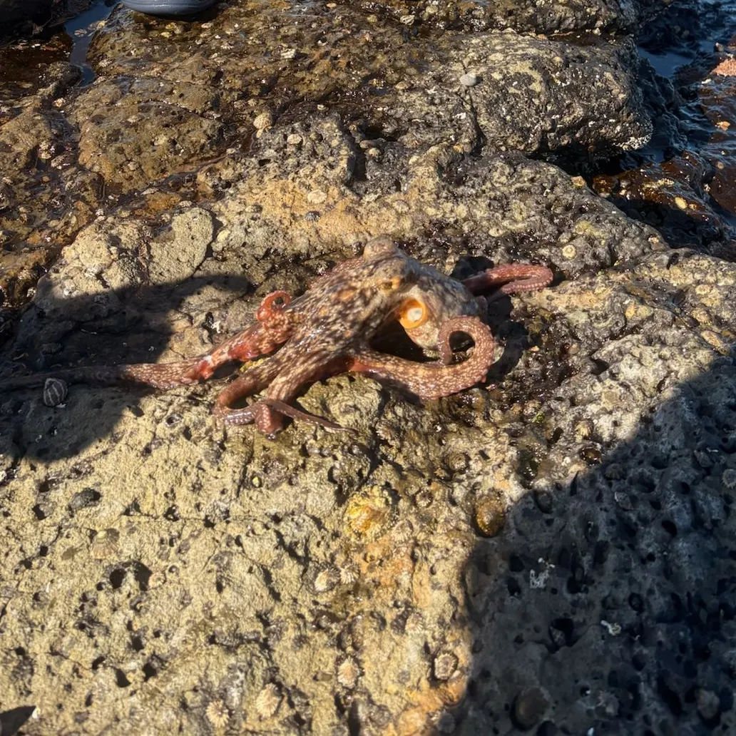 The most recent Common octopus catches on Fishbrain