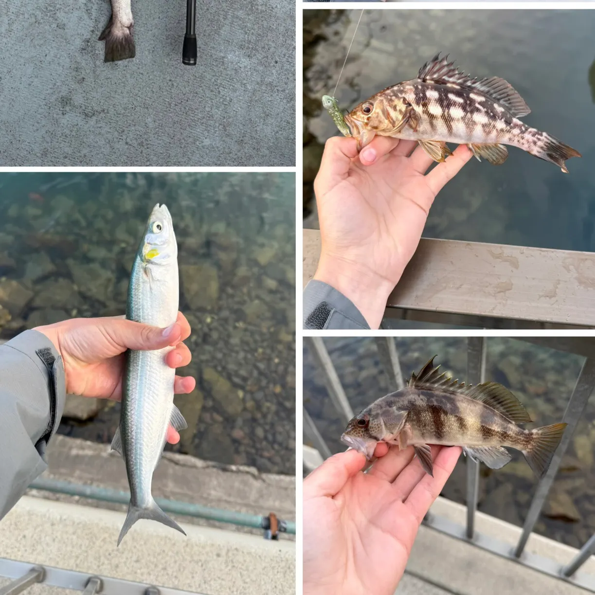 The most recent Jack silverside catches on Fishbrain