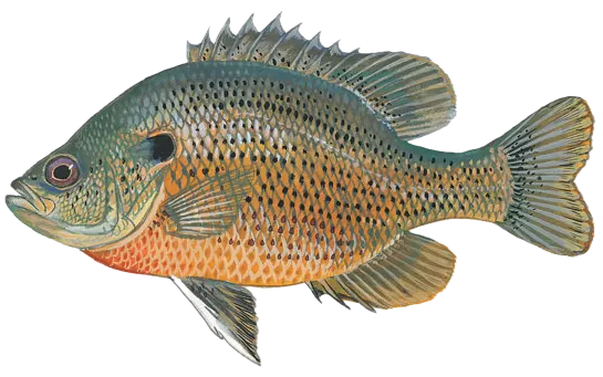 Spotted sunfish
