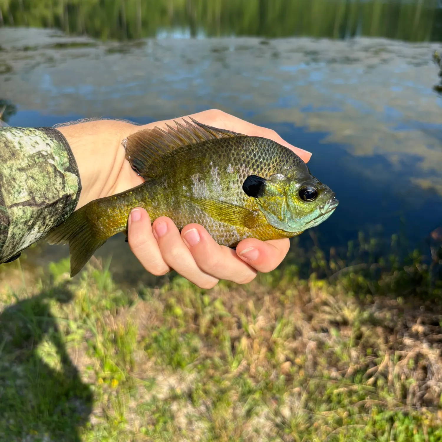 Bluegill caught on Fishbrain