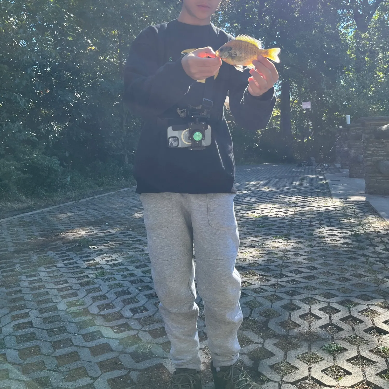 Bluegill caught on Fishbrain