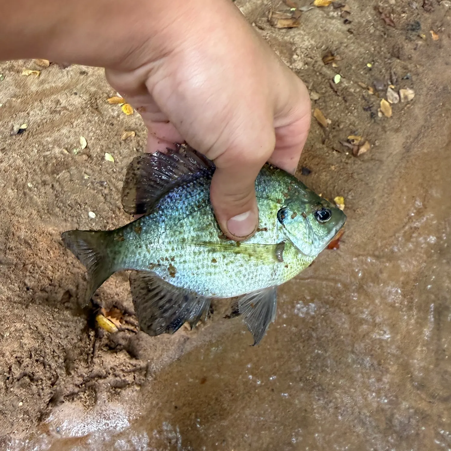 Bluegill caught on Fishbrain