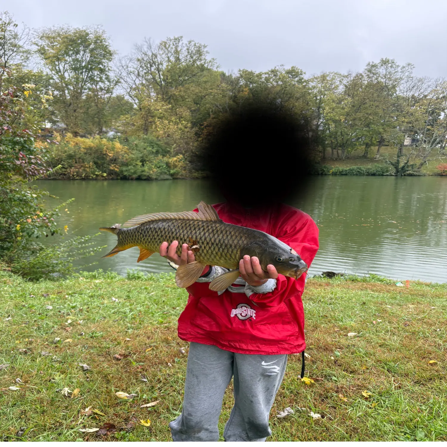 Common carp caught on Fishbrain