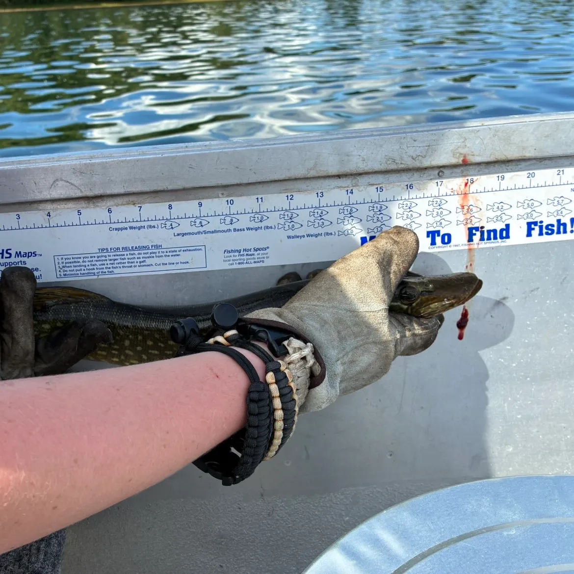 recently logged catches