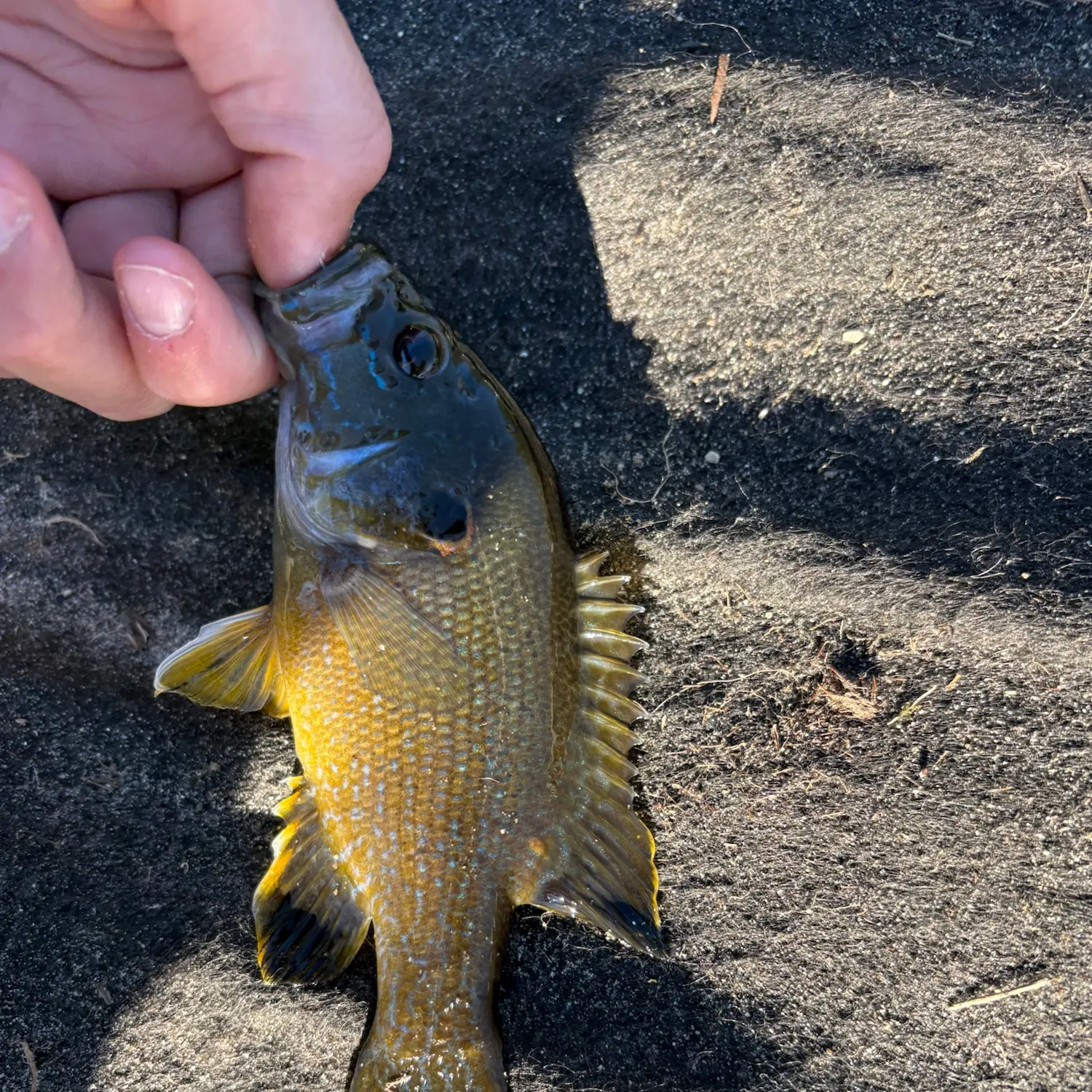 Green sunfish caught on Fishbrain