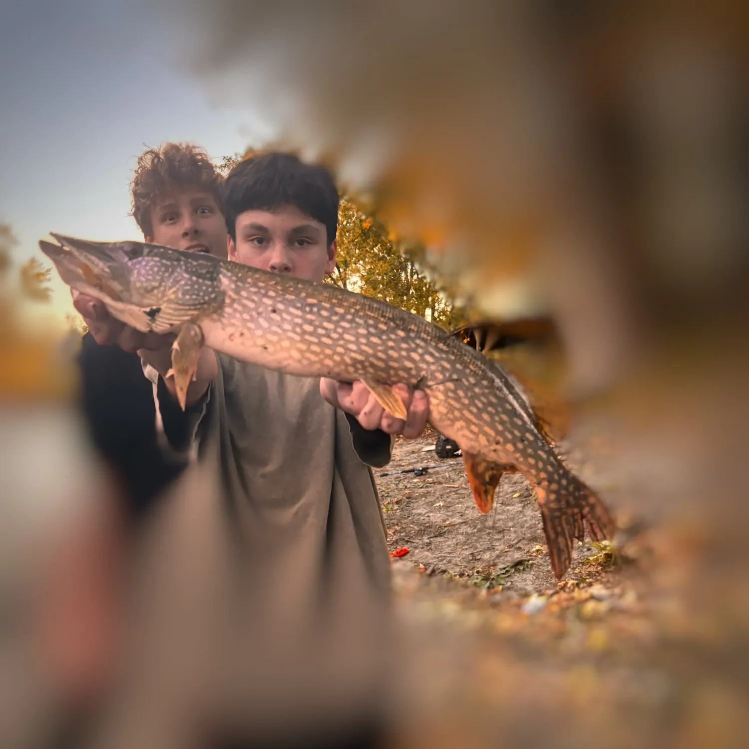 Northern pike caught on Fishbrain