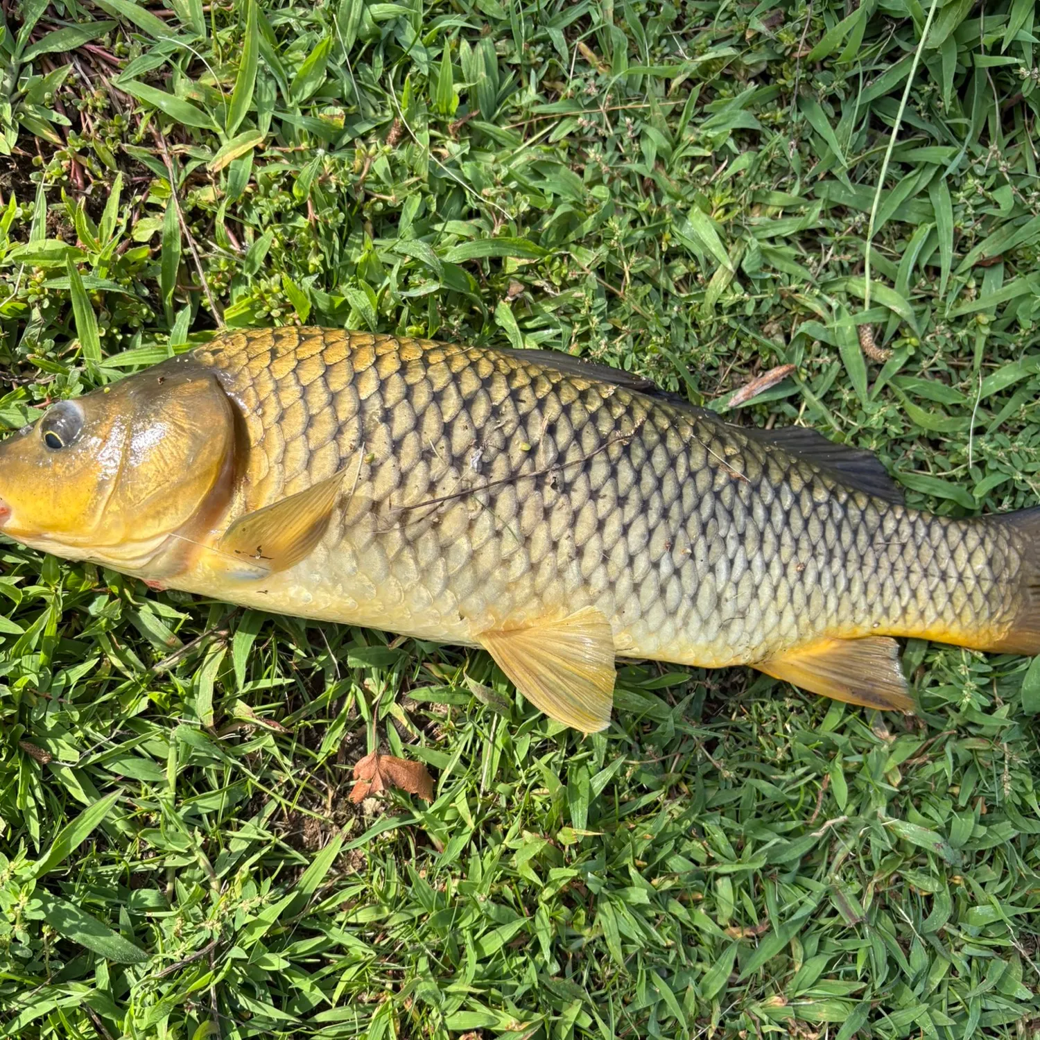 Common carp caught on Fishbrain