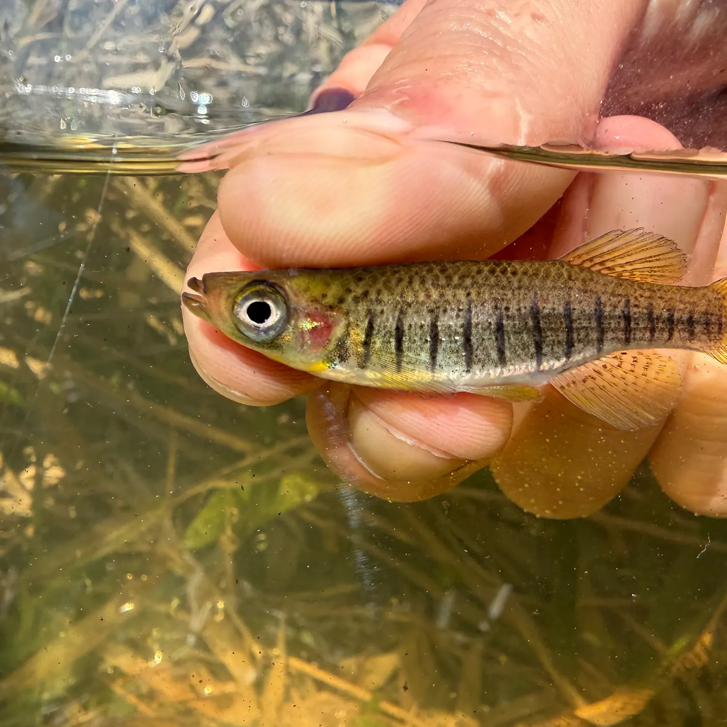 The most recent Lined topminnow catches on Fishbrain