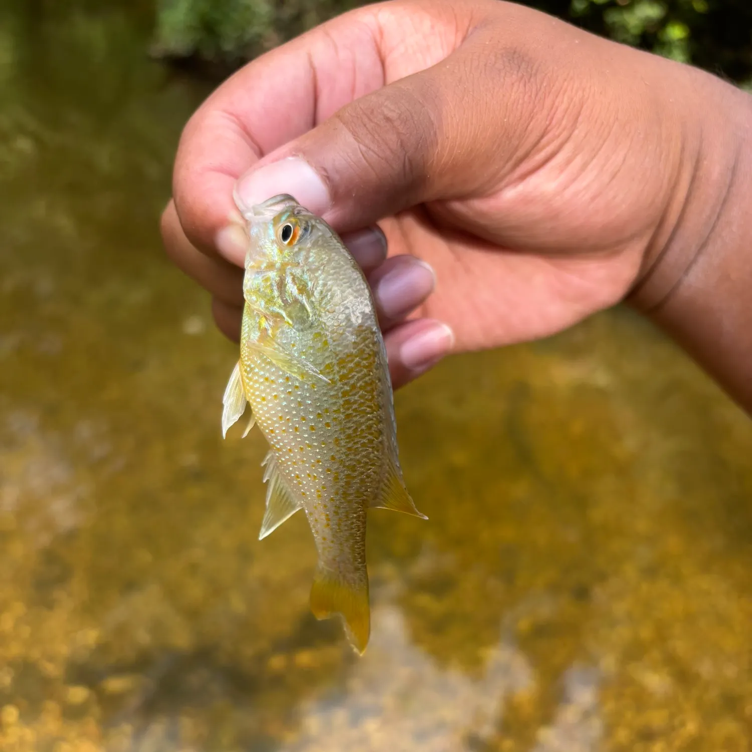 Longear sunfish caught on Fishbrain