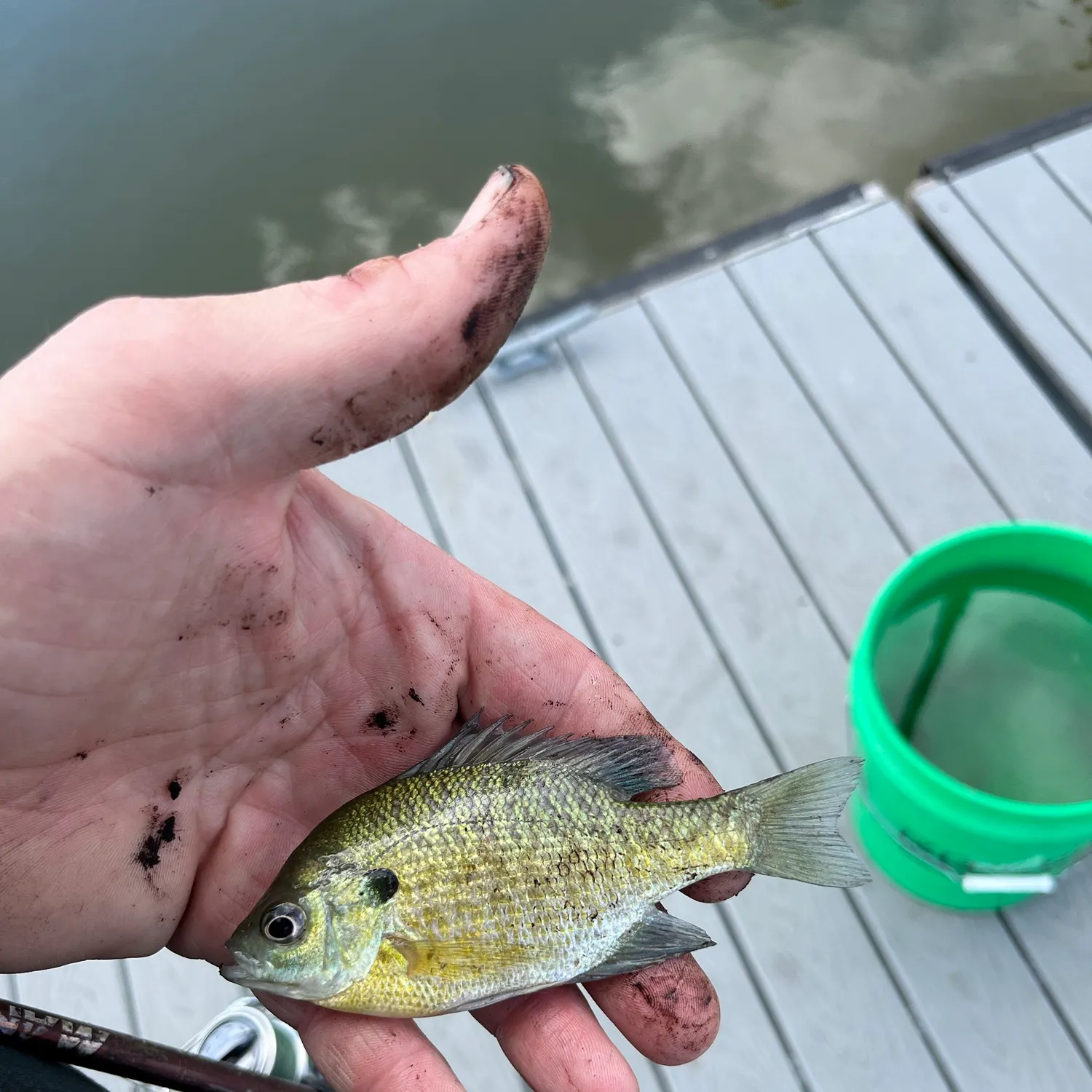 Bluegill caught on Fishbrain