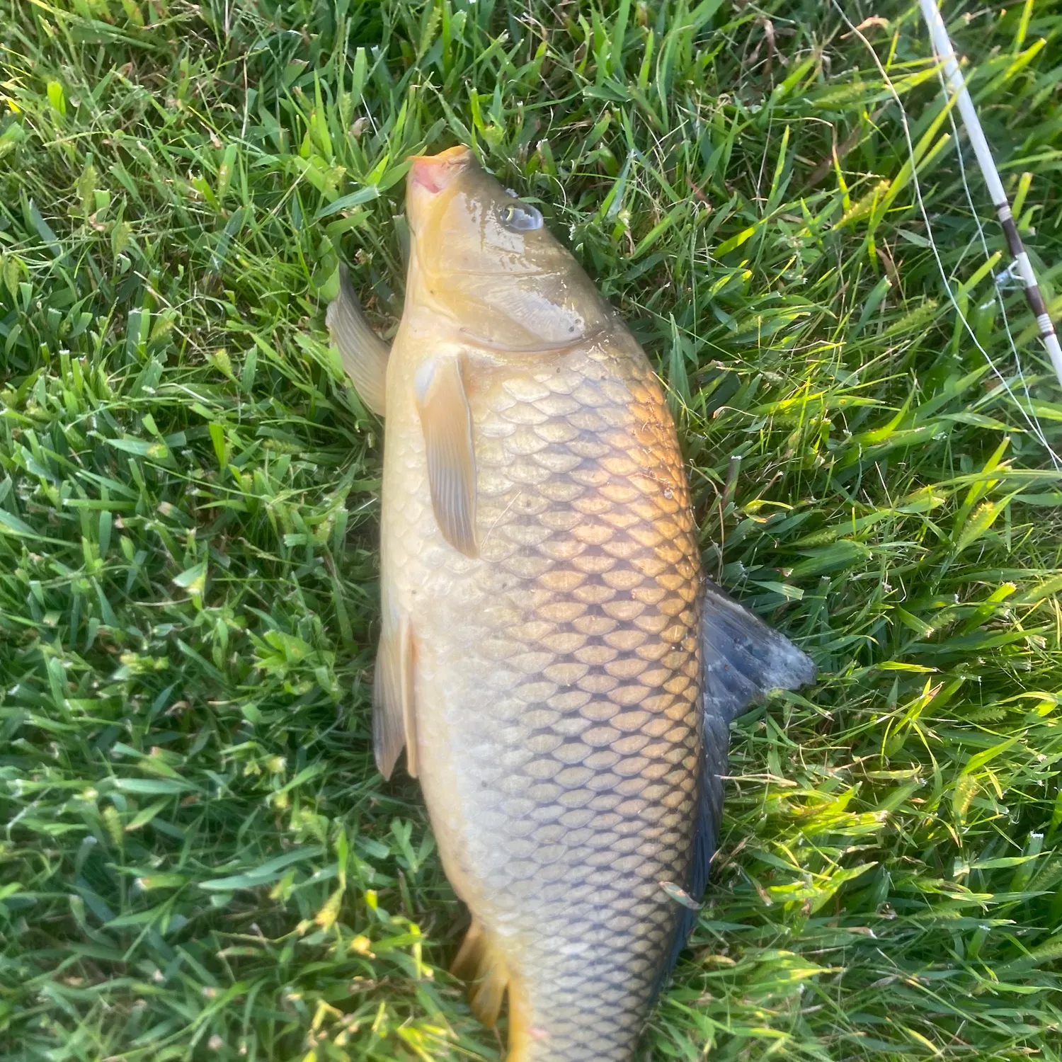 Common carp caught on Fishbrain