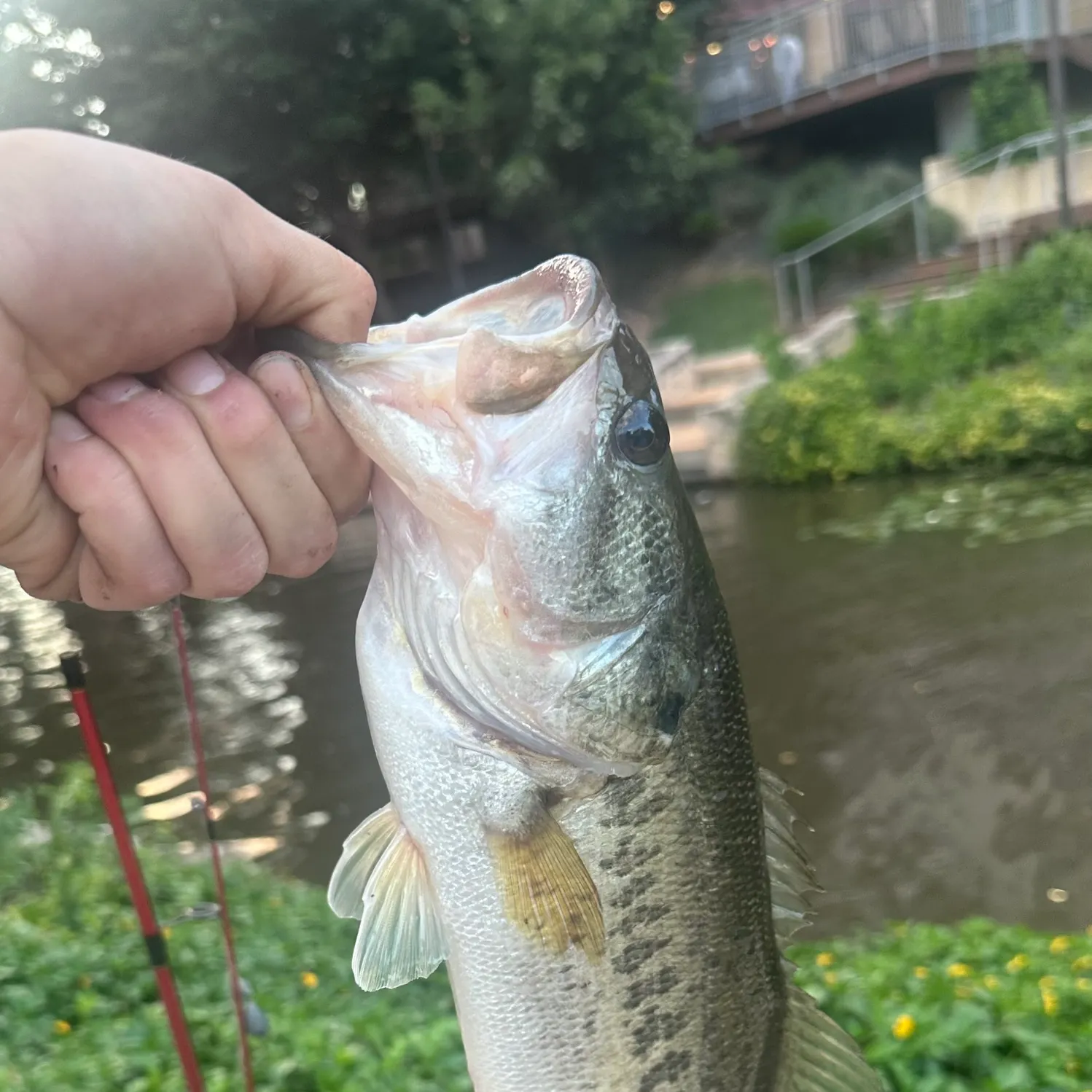 The most recent Guadalupe bass catches on Fishbrain