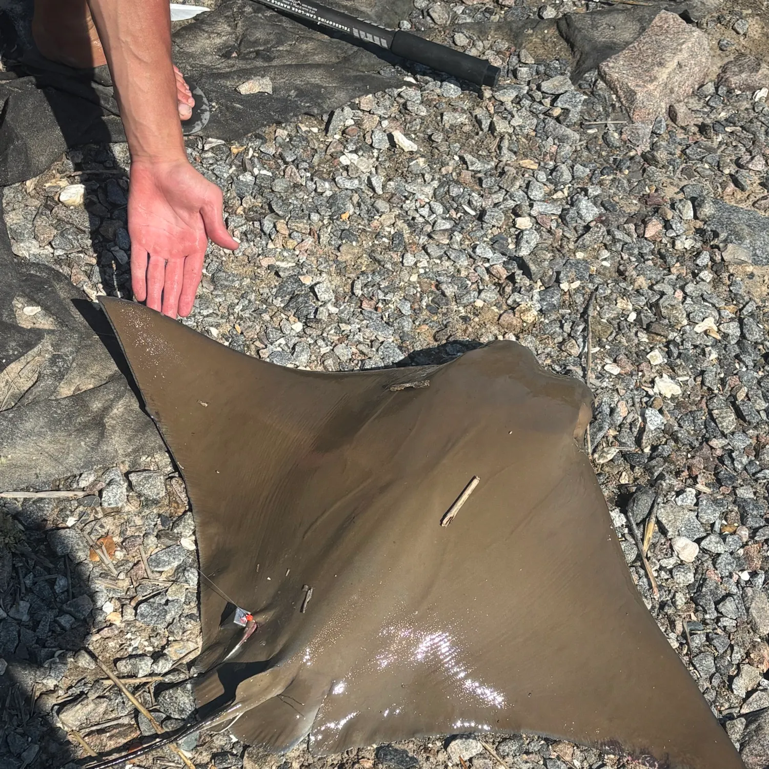 The most recent Cownose Ray catches on Fishbrain