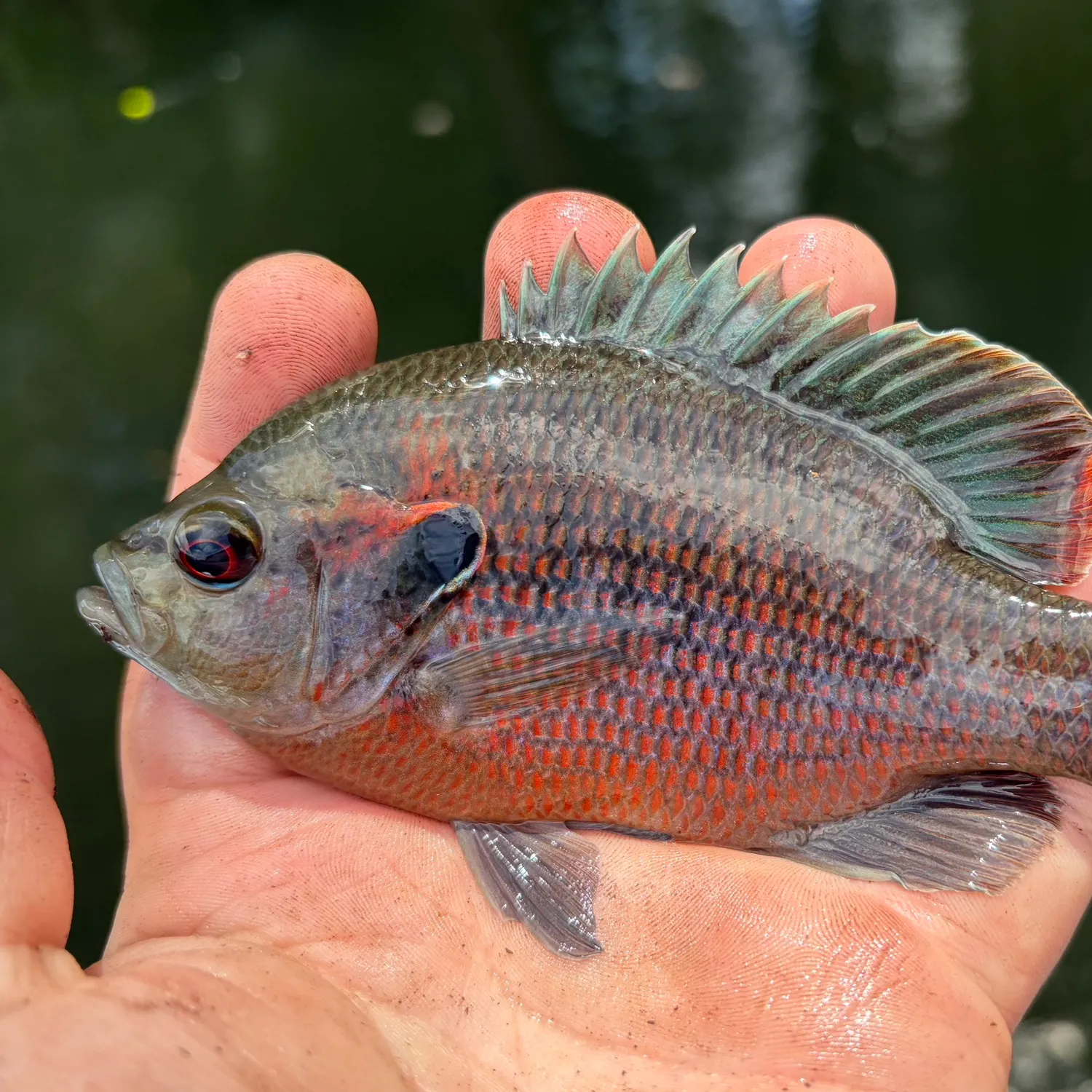 The most recent Redspotted sunfish catches on Fishbrain
