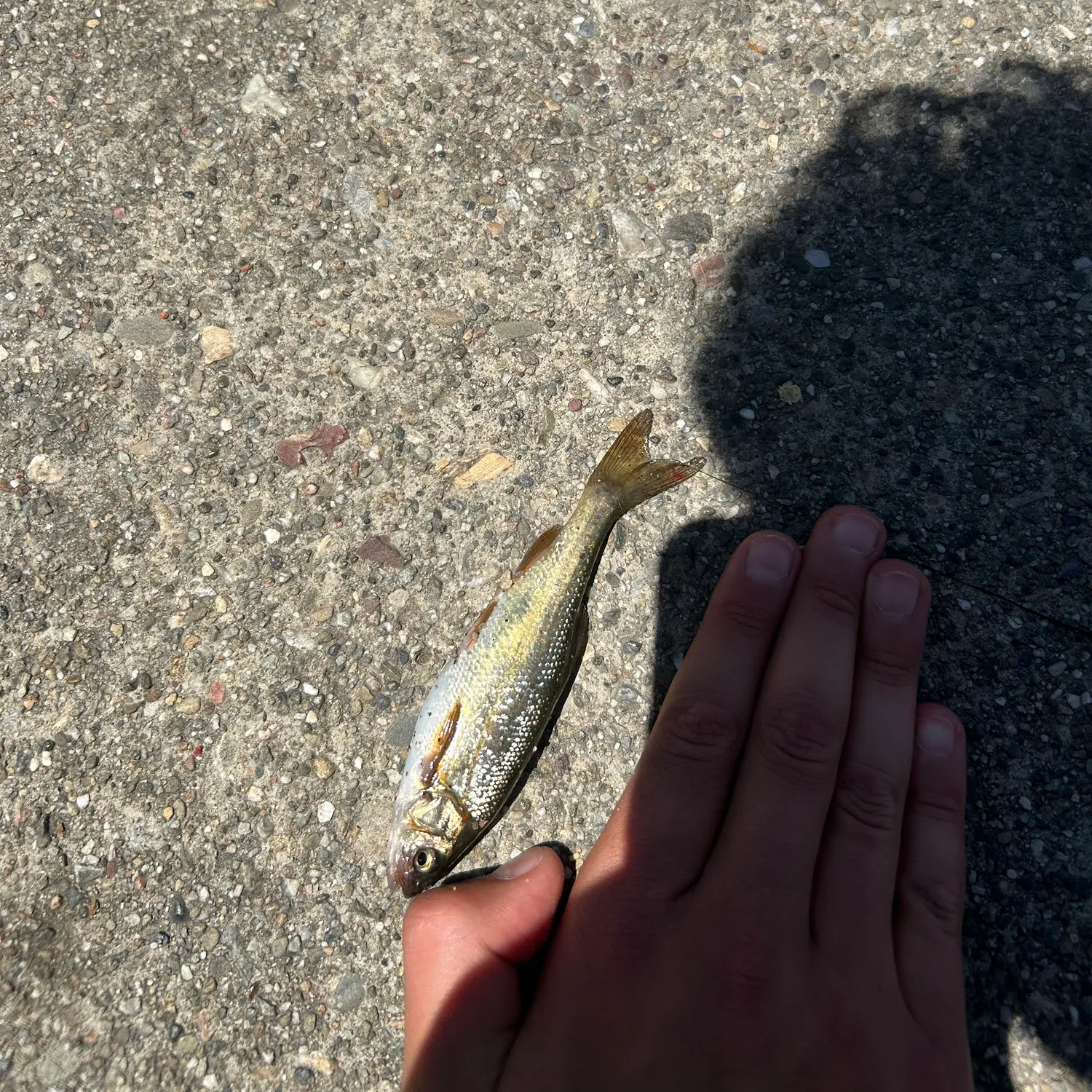The most recent California roach catches on Fishbrain