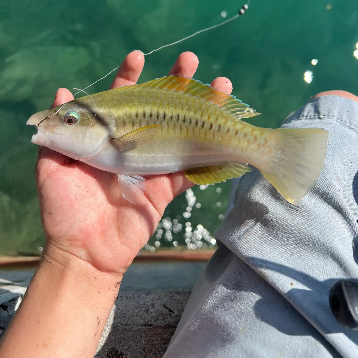 The most recent Princess parrotfish catches on Fishbrain