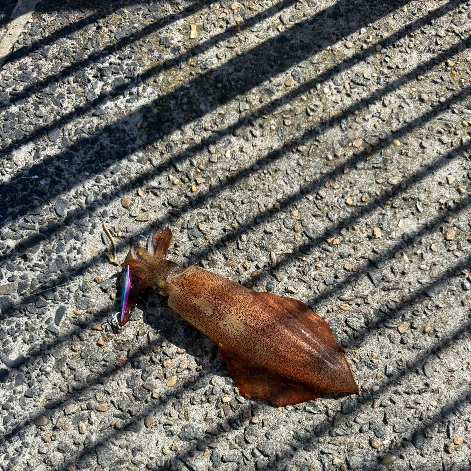 The most recent Southern calamari catches on Fishbrain