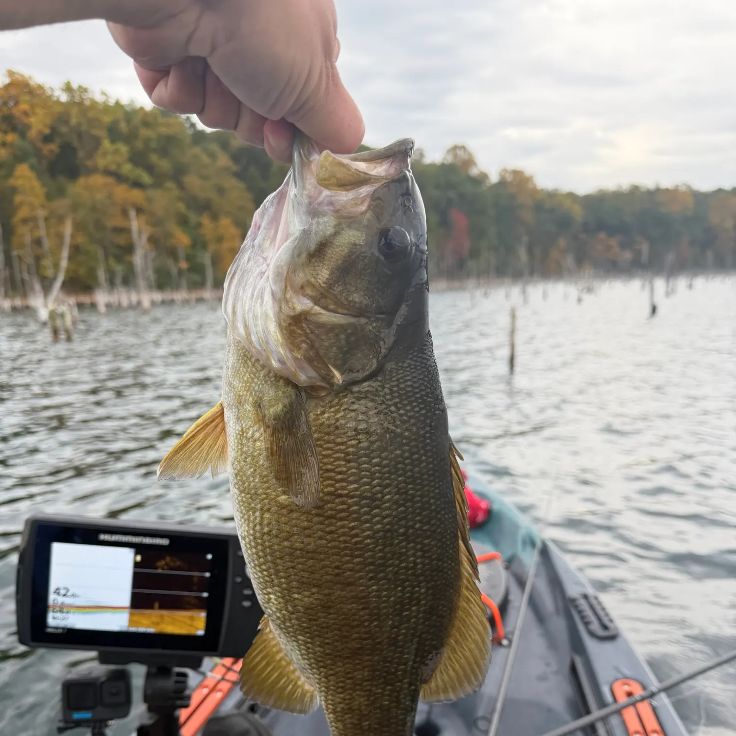 Smallmouth bass caught on Fishbrain