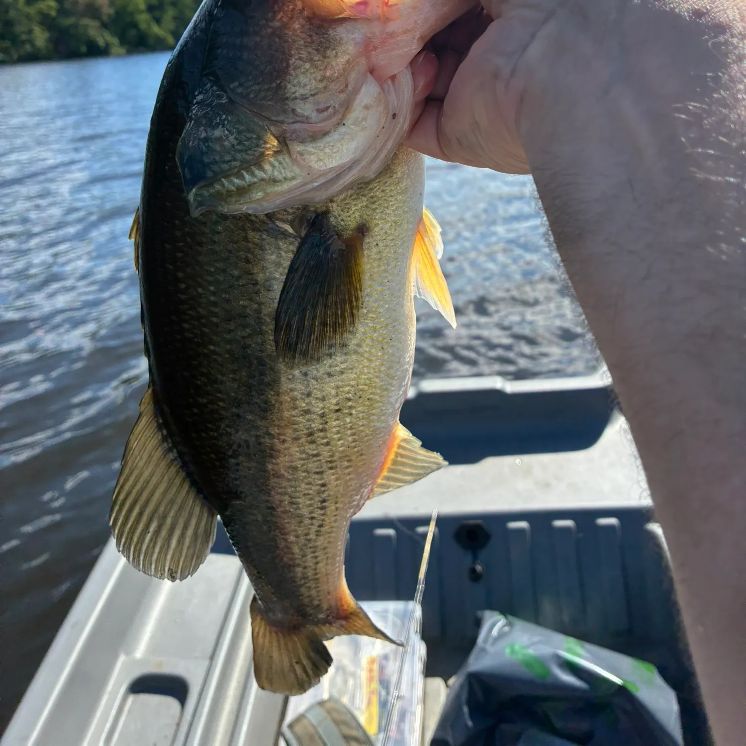 Largemouth bass caught on Fishbrain