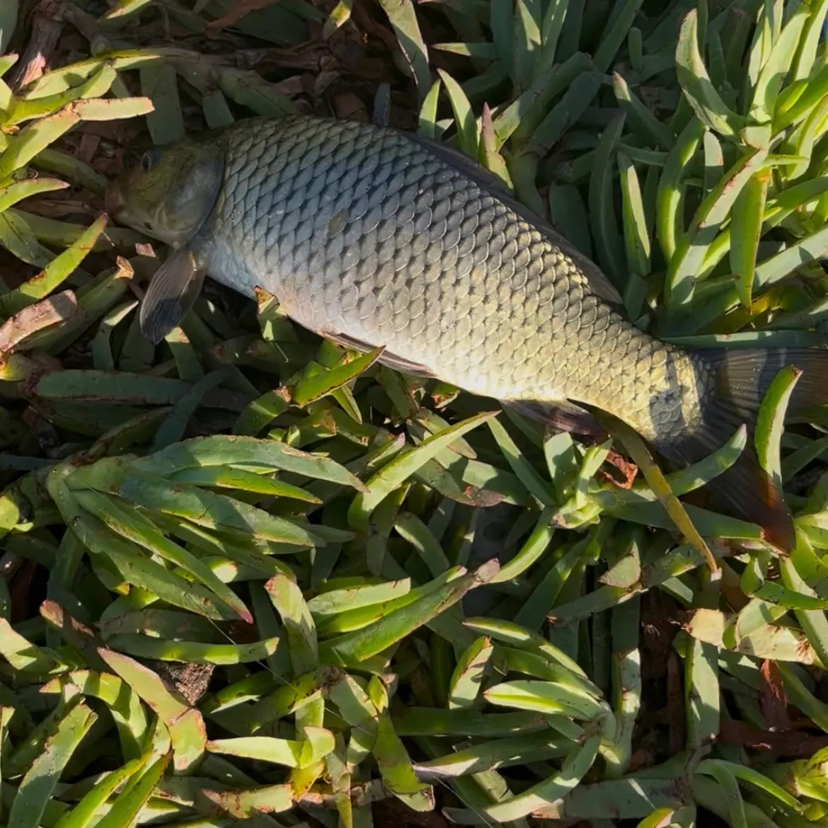 Common carp caught on Fishbrain