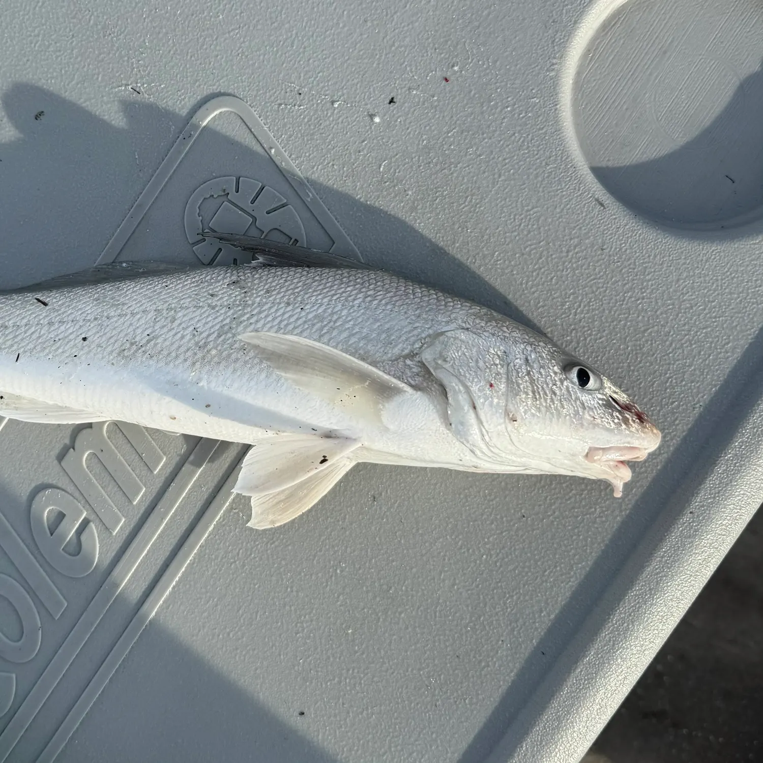 The most recent Gulf kingcroaker catches on Fishbrain