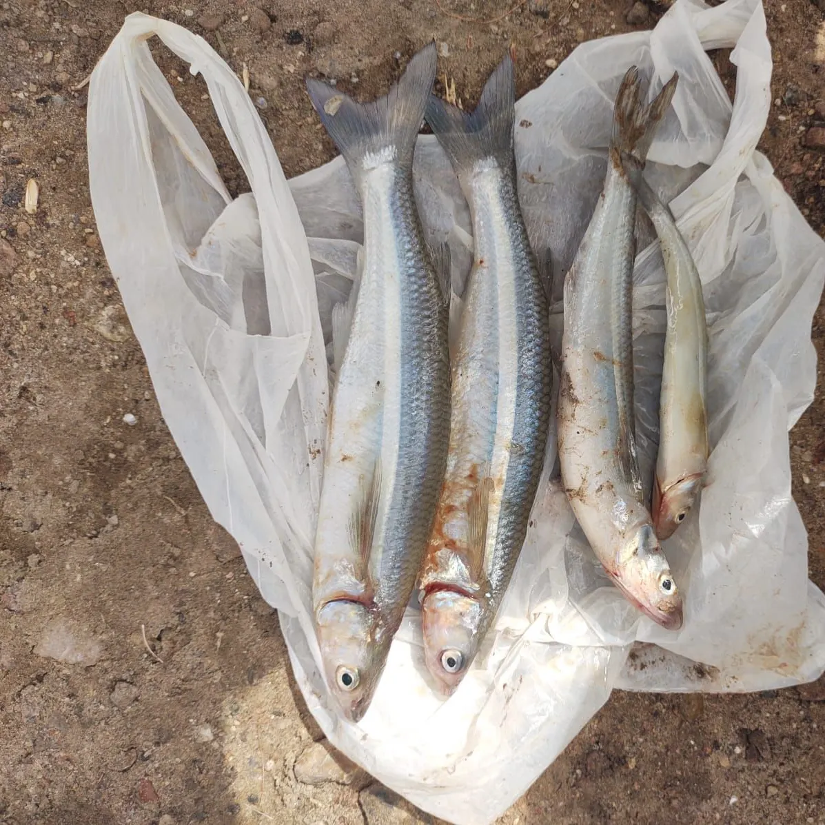 The most recent Argentinian silverside catches on Fishbrain