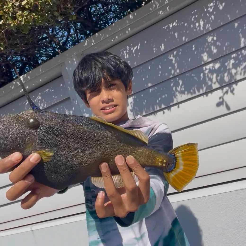 The most recent Yellowfin leatherjacket catches on Fishbrain