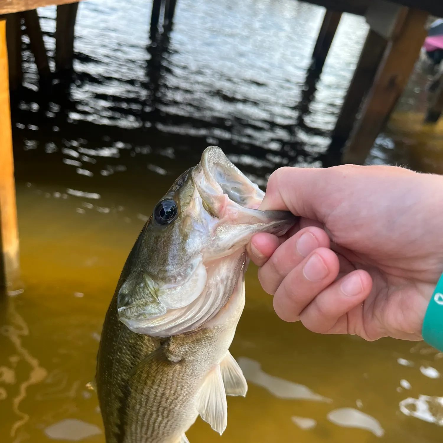 Spotted bass caught on Fishbrain