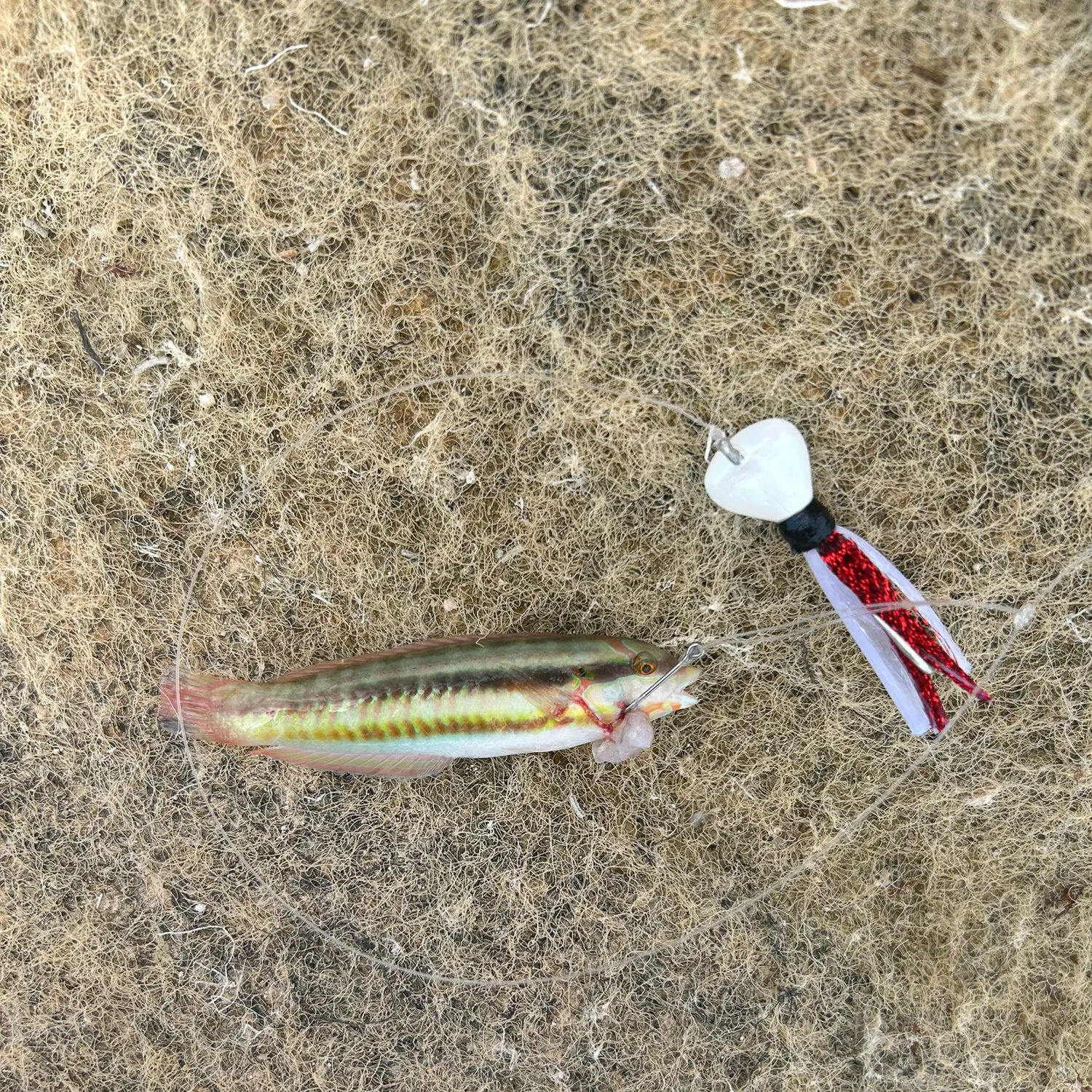 The most recent Sand perch catches on Fishbrain