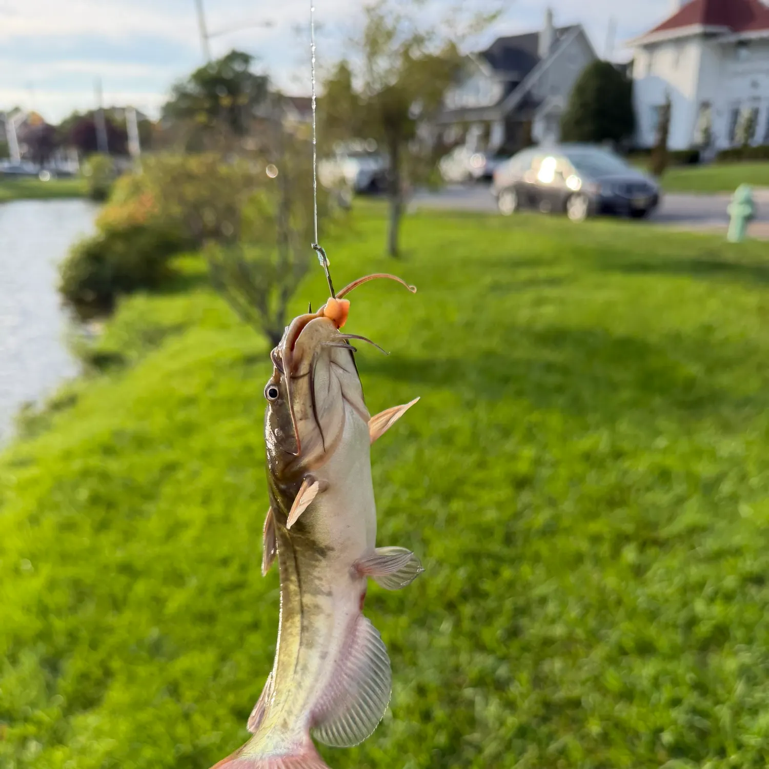 Yellow bullhead caught on Fishbrain