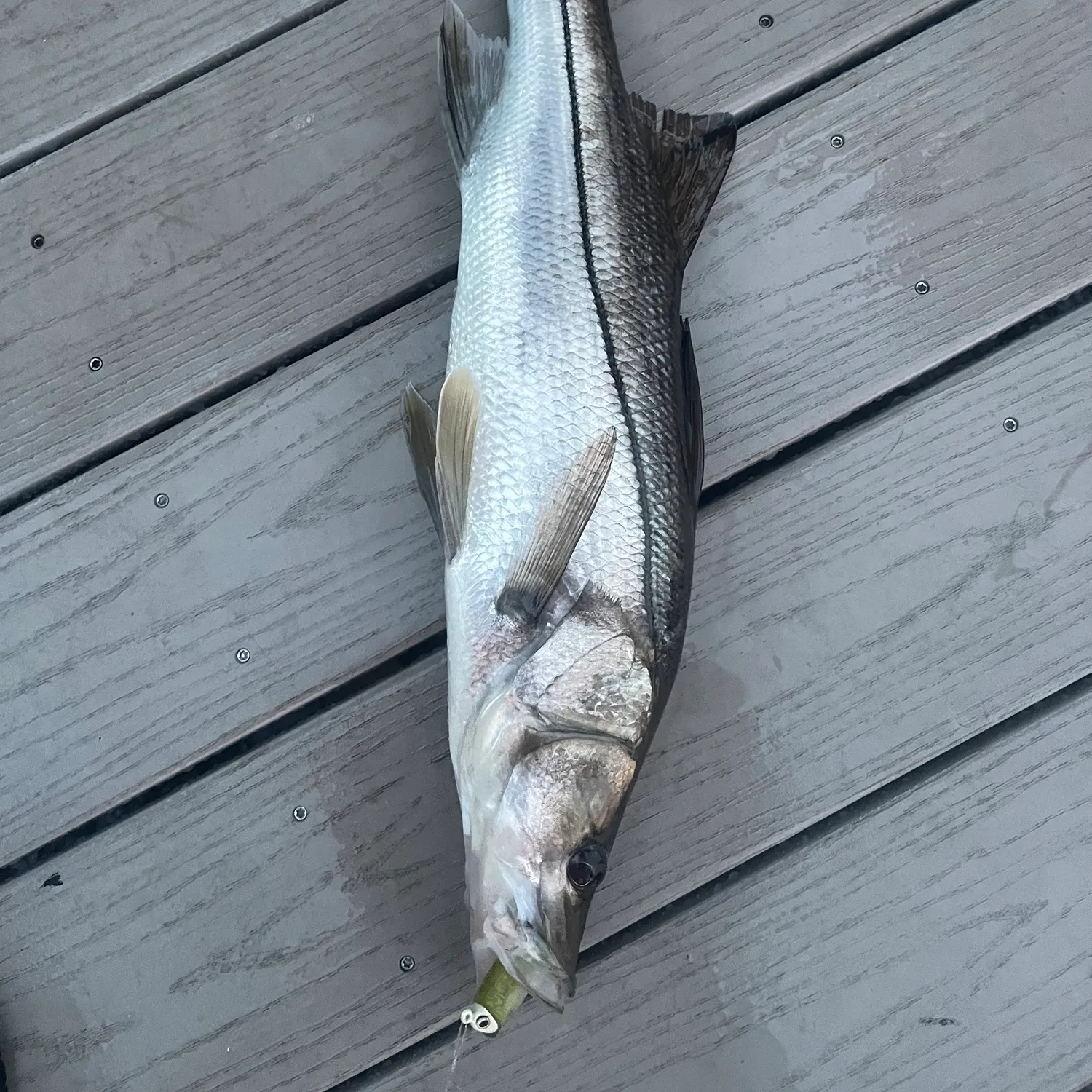 Common snook caught on Fishbrain